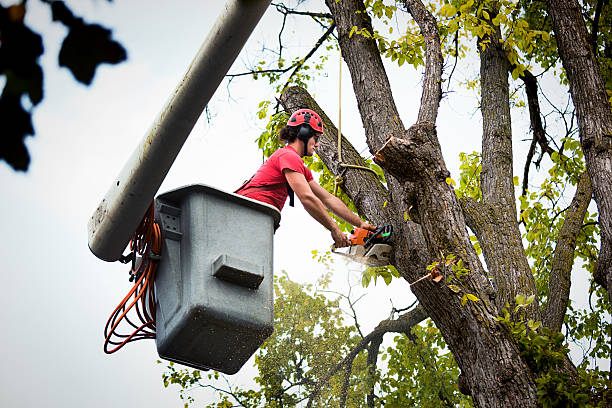 Tree and Shrub Care